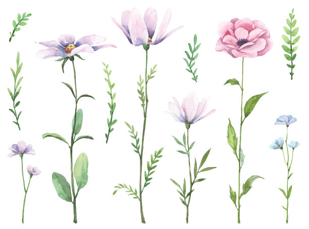手绘牡丹花