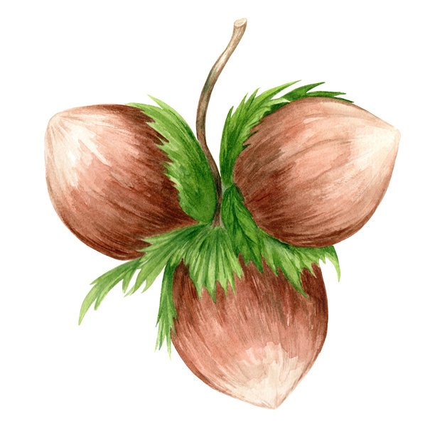 手绘可可巧克力插图