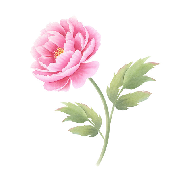 手绘牡丹花