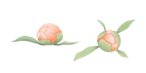 手绘牡丹花