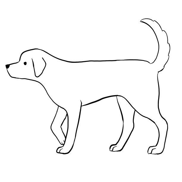 爪印,犬科,草图