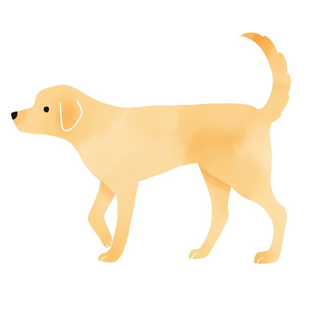 纯种犬,犬科,宠物装备