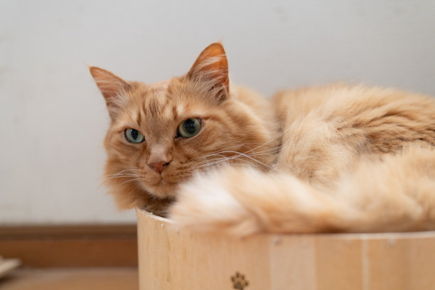 斑纹猫,长毛猫,姜黄色的猫