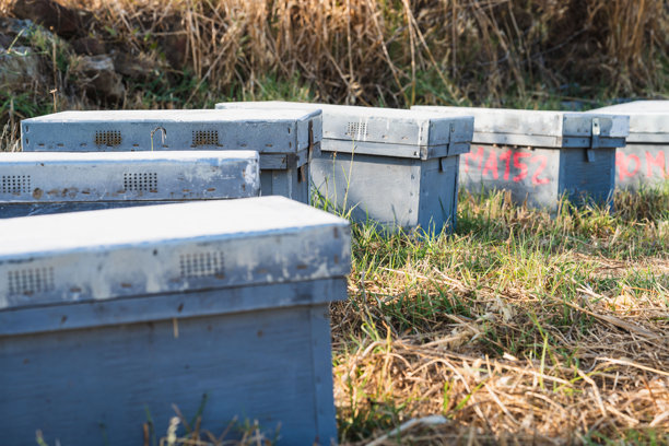 蜂蜡,蜜蜂,Beekeeper