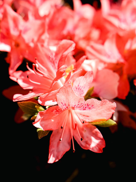 杜鹃花属,花簇,花头