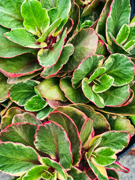 室内植物,皱叶椒草,叶子