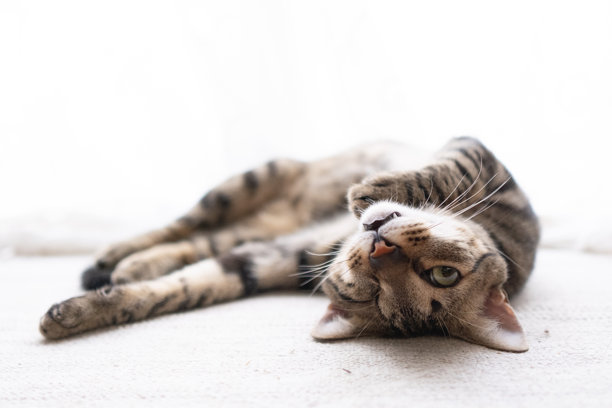 斑纹猫,小猫,猫