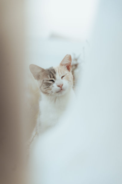 小猫,猫科动物,猫