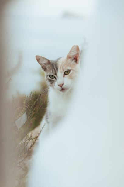 小猫,斑纹猫,猫科动物