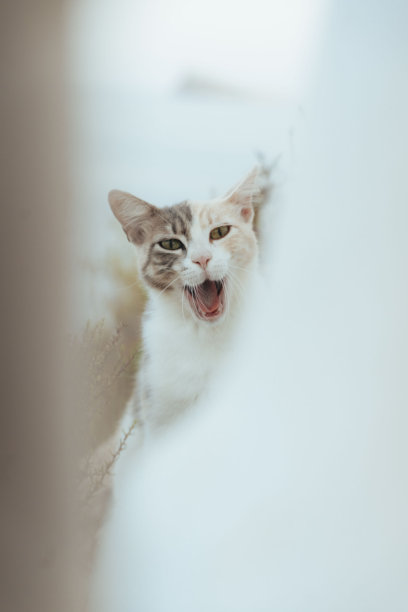 小猫,动物牙齿,猫科动物