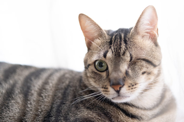 斑纹猫,小猫,猫