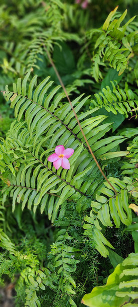 蕨类,叶子,植物学
