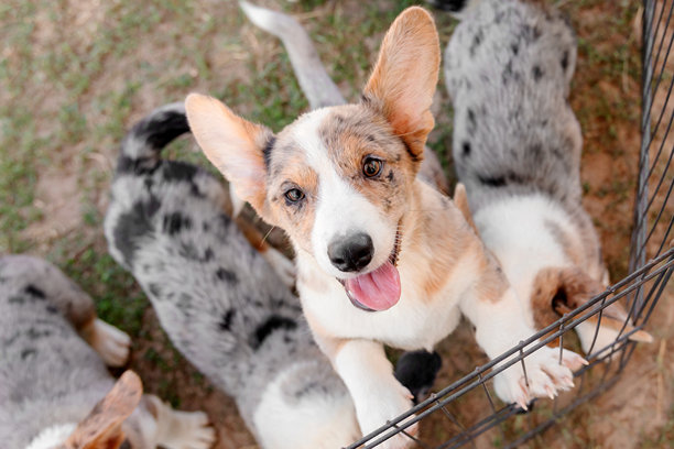 威尔士柯基犬,纯种犬,犬科