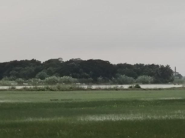 枝繁叶茂,人间天堂,种植园