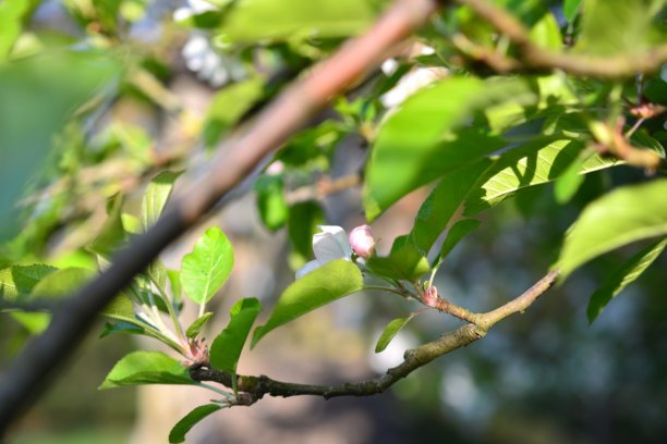 花蕾,花簇,植物学