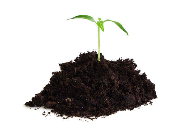 秧苗,植物学,叶子