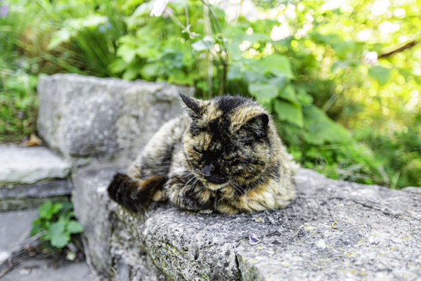 斑纹猫,小猫,猫科动物