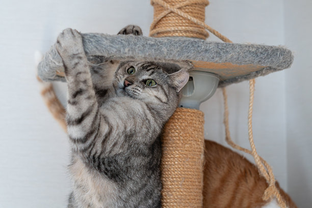 斑纹猫,杂种猫,猫科动物