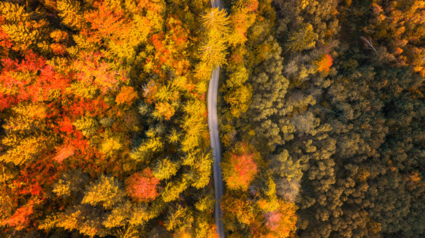 传媒,弯曲,喂养