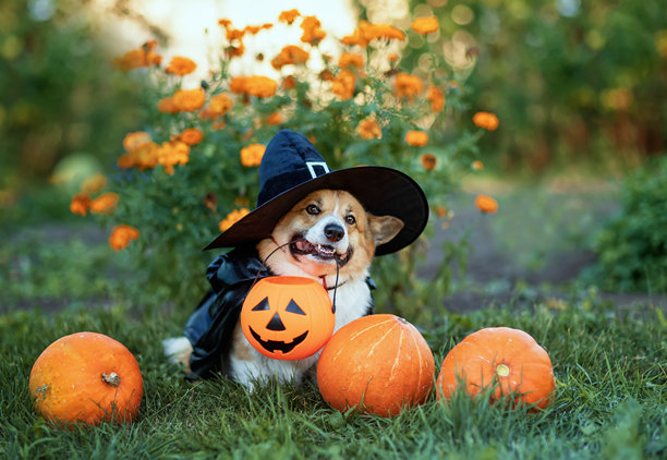 纯种犬,威尔士柯基犬,犬科