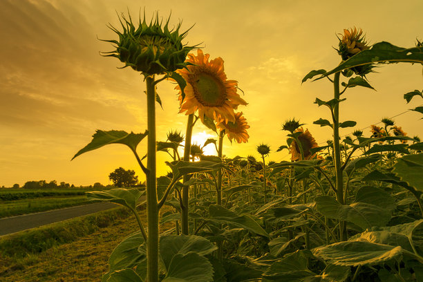 向日葵,太阳,花