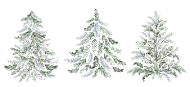 杉树,松科,花簇