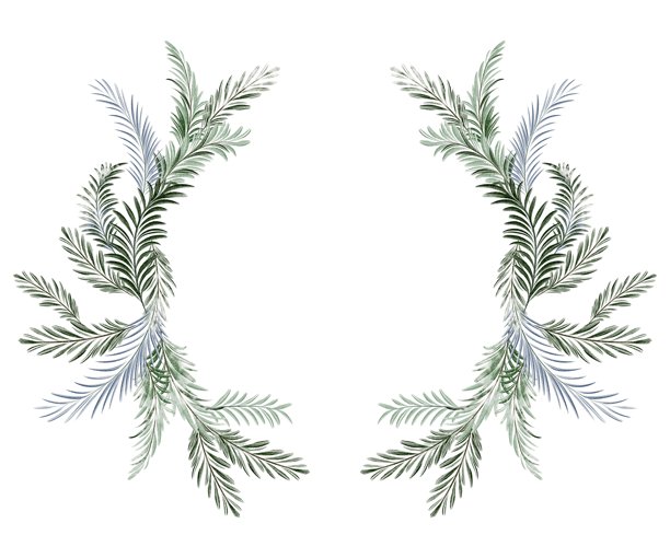 十二月,杉树,冬青树