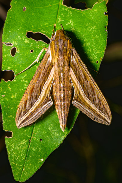 Veer