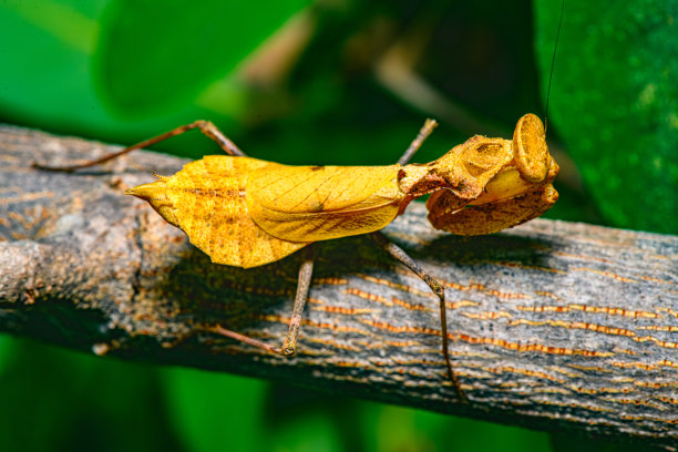 Veer