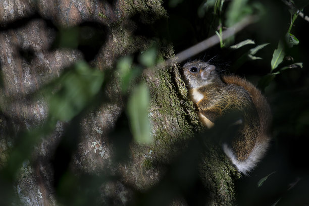 Veer