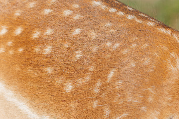 Veer