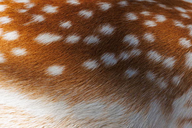 Veer