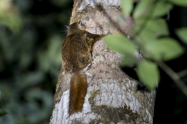 Veer
