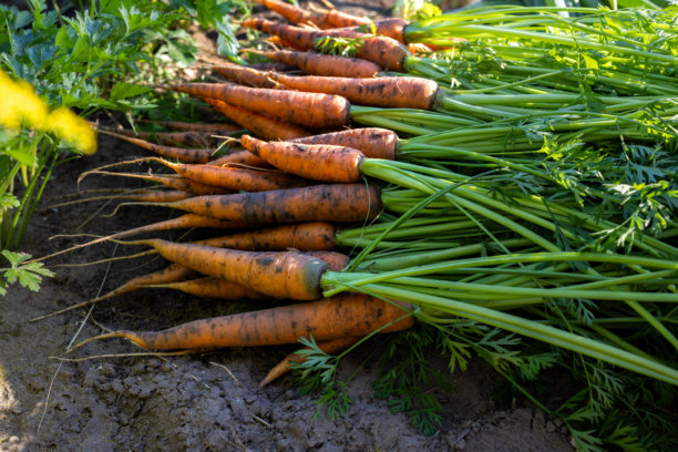Veer
