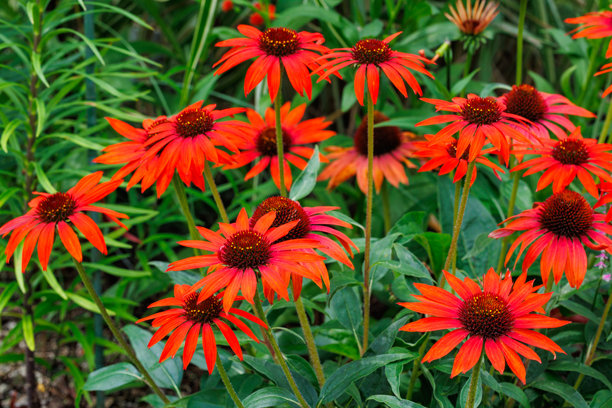 Veer