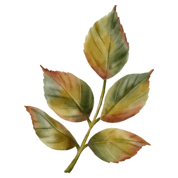 Veer