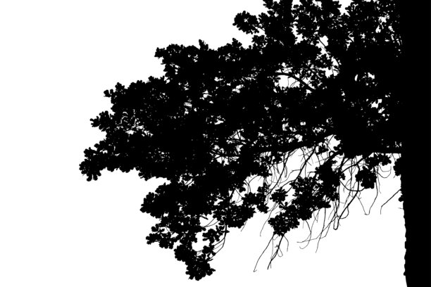 Veer