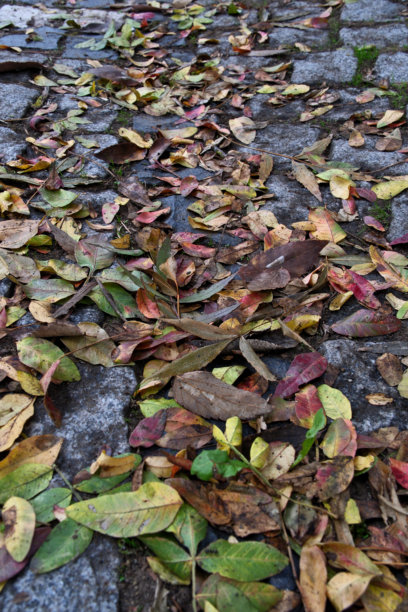 Veer