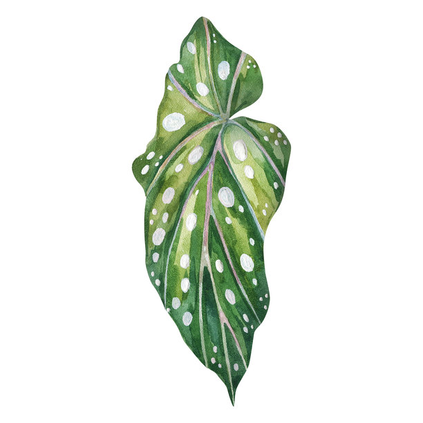 Veer
