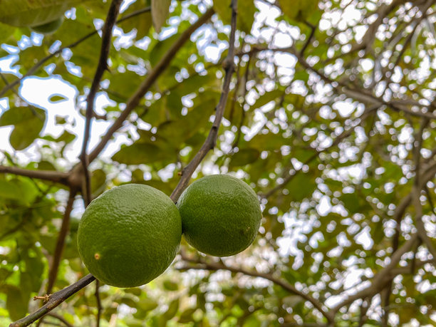 Veer