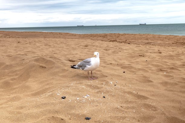 Veer