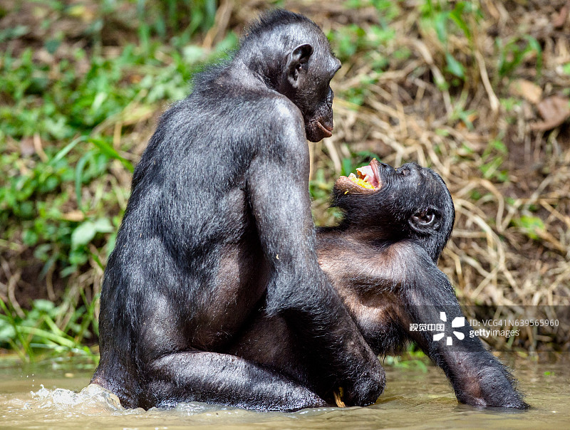 倭黑猩猩在池塘里交配