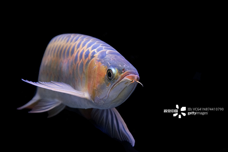 龙鱼作为背景或壁纸