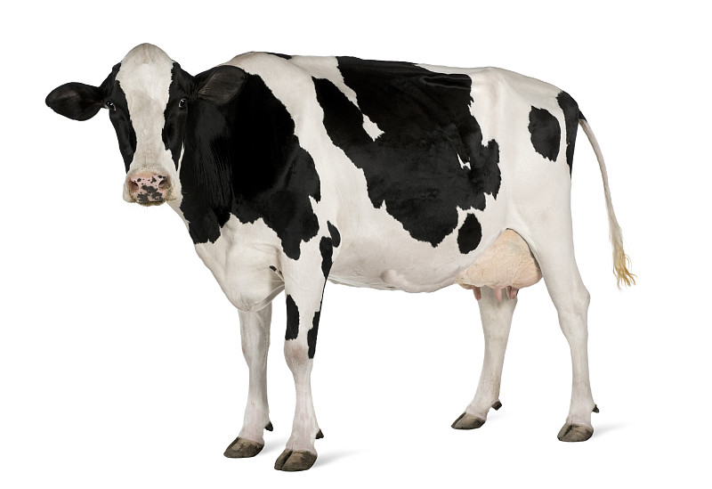 母牛,侧面视角,五只动物,过时的,荷尔斯泰因,留白,水平画幅,无人,乳牛,站