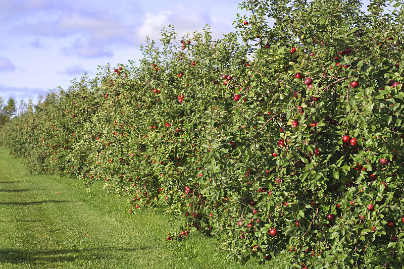 红色,苹果树,果园,长的,农业,有机食品,秋天,有机农庄,图像,苹果