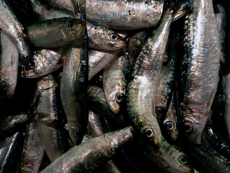 沙丁鱼,鱼市,断线双边鱼,马头鱼,胆固醇脂,银汉鱼,鱼和薯条店,海鳟,glass,fish,竹荚鱼类