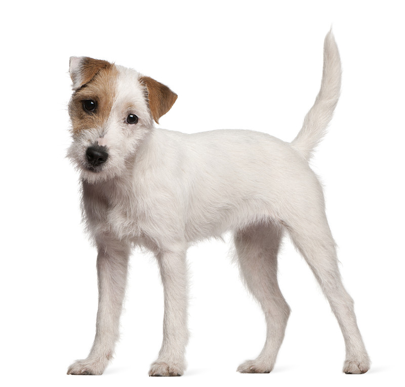 白色背景,小狗,杰克拉瑟短腿犬,教区牧师,6到7个月,尾巴,梗犬,狗,机敏,留白
