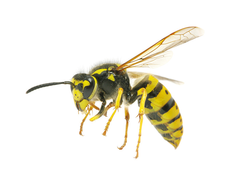 黄蜂,蜜蜂,茄克,水平画幅,无人,背景分离,白色,蜂蜜,彩色图片,黄色