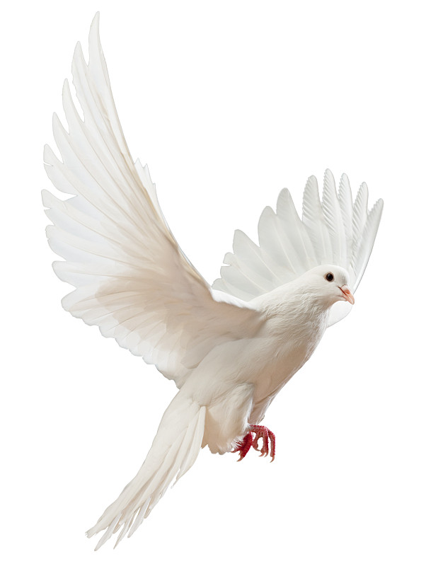 斑鸠,白色,自由,分离着色,鸽子,垂直画幅,鸟类,纯净,动物身体部位,翅膀