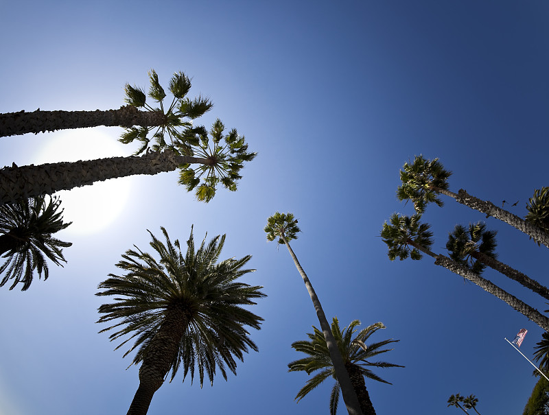 天空,棕榈树,蓝色,恩巴卡德罗码头公园,圣地亚哥,留白,水平画幅,无人,树梢,夏天